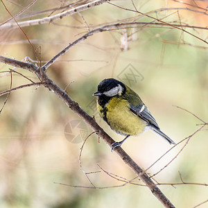 鸟顶坐在树枝上森林蓝色野生动物木头羽毛观鸟动物群鸟类花园荒野图片