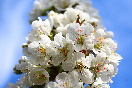 春天的樱花花瓣季节贺卡明信片植物群树枝天空蓝色晴天宏观图片