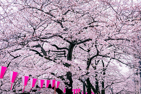 日本东京Meguro河沿岸的樱花花流灯笼景点隧道花瓣季节感晴天中目观光胜地节日图片