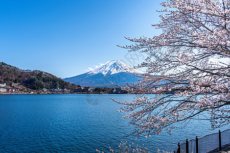 日本春天的藤山和樱花盛开地标火山全景季节天际日落蓝色天空公吨游客图片