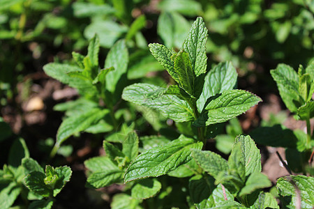 园中有一片庄稼茶厂薄荷茶树花园医疗叶子植物保健药品卫生图片