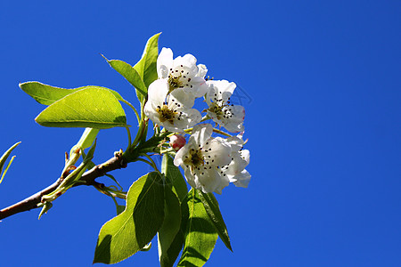 梨树的花朵植物问候语明信片蓝天花园花瓣晴天季节设计植物群图片