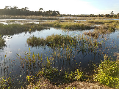 或佛罗里达的池塘水和草地植物群树木植物环境沼泽植物学图片