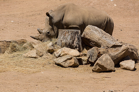 犀牛男性力量食物公园白色动物野生动物荒野脊椎动物哺乳动物图片