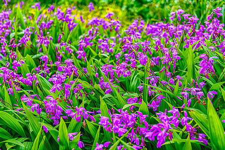 在绿色花园里 紧贴紫花朵绿色蓝色阳光花园季节叶子花瓣植物鸢尾花美丽图片
