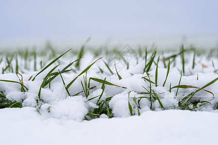 麦田在冬季被雪覆盖 冬小麦 绿草如茵 雪下的草坪 在寒冷中收获 为面包种植粮食作物 与庄稼文化的农业过程晴天蓝色食物植物生长场地图片