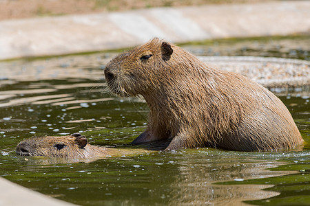 Capivara 卡皮瓦拉食草动物群动物动物园头发水鸡野生动物热带水螅哺乳动物图片