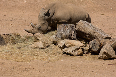 犀牛食物动物旅行力量皮肤喇叭动物园公园男性荒野图片