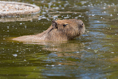 Capivara 卡皮瓦拉野生动物荒野动物园水鸡热带食草毛皮动物水豚头发图片