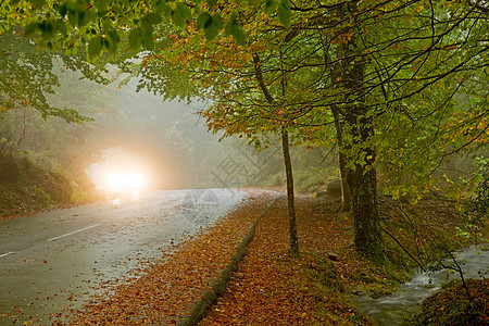 秋季森林阴影背光绿色环境风景叶子树干黄色橡木棕色图片