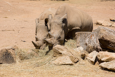 犀牛动物力量白色灰色动物园男性公园荒野旅行皮肤图片
