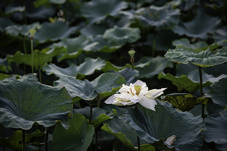 越南休埃市湖中的白莲花绿色花园池塘荷花植物花瓣百合白色植物学叶子图片