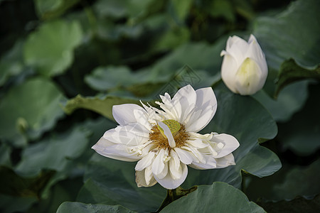 越南休埃市湖中的白莲花百合荷花叶子植物群植物绿色花瓣花园池塘白色图片