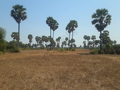 柬埔寨景观     农村 稻田和甘蔗棕榈树 蓝天空图片