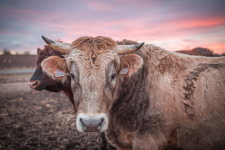 冬天日落时 在泥沙草地上欢乐的牛或公牛棕色奶制品农场哺乳动物乡村小牛场地农村家畜牛奶图片