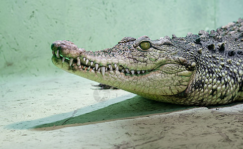 鳄鱼头被隔离 在绿背景上闭紧动物捕食者绿色爬虫情调牙齿危险眼睛皮肤黄色图片