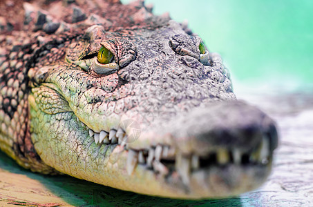 鳄鱼头被隔离 在绿背景上闭紧动物热带眼睛野生动物荒野鳄鱼危险牙齿皮肤情调图片