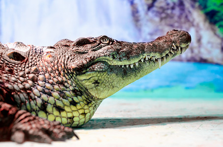 鳄鱼头 有牙齿嘴和绿眼紧闭热带捕食者爬虫情调荒野危险绿色皮革黄眼睛眼睛图片