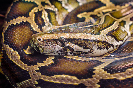 大蛇 Anaconda近距离接近皮革皮肤条纹热带猎人情调蛇皮主题动物毒蛇图片