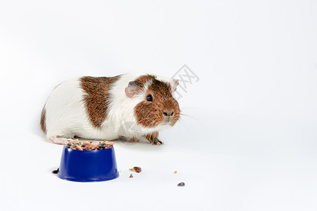 白底蓝碗里的小白猪吃着它的食物饮食食品蓝色商店棕色营养浅色宠物豚鼠动物图片