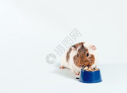 白底蓝碗里的小白猪吃着它的食物动物白色商店营养小碗豚鼠食品种子背景棕色图片
