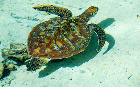 海龟漂浮在法属波利尼西亚的松绿环礁湖上图片