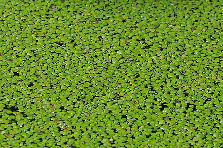 在法国Vende的沼泽中行走南瓜叶子植物旅游假期旅行绿色特文港口图片