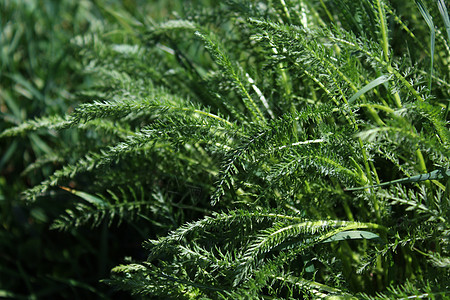 草地上的燕腹田蓍草花园茶树生长茶厂西洋植物图片