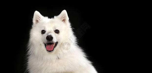 黑背景前的木板上的斯皮兹狗工作室情绪相机宠物小狗耳朵犬类动物乐趣哺乳动物图片