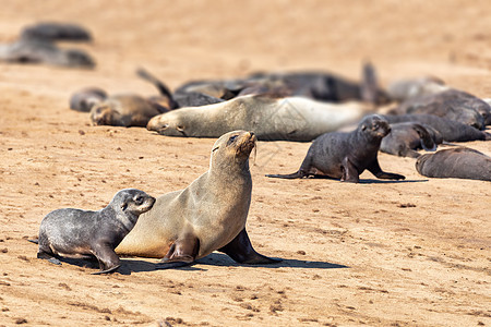 Cape Cross纳米比亚海豹荒野野生动物动物海岸食肉海岸线岩石半岛海滩图片