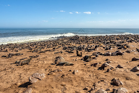 Cape Cross纳米比亚殖民地半岛捕食者狮子公园海岸海岸线海滩海豹岩石图片
