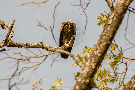 有背景的秃鹰在树枝上躺着翅膀羽毛猎人动物捕食者食肉猎物鸟类航班动物群图片