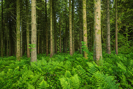 硬角林地树干针叶线条动物群树叶环境叶子木头树枝图片