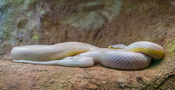 西部白鼠蛇 白化病蛇 变色 美国流行的爬行动物图片