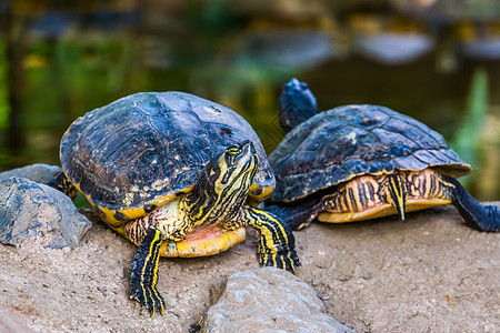 海岸 前视和后视两对黄贝壳海龟 来自美洲的热带爬行动物种图片