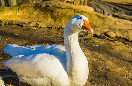 白色家鹅 流行的农场动物 侵略性家禽肉类的近视肖像图片