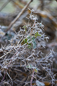 霜冻的花朵雾凇植物晴天国花树叶图片