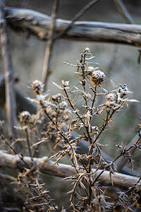 霜冻的花朵晴天国花树叶雾凇植物图片