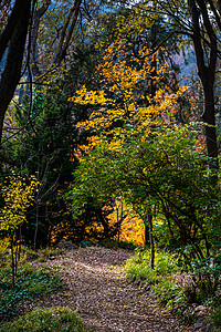 在公园的顺流道路楼梯植物苔藓远足太阳木头射线山脉背光针叶图片