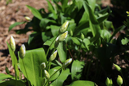 野生大蒜 地上有芽芽香料食物叶子园艺药草草本植物野菜花园植物地面图片