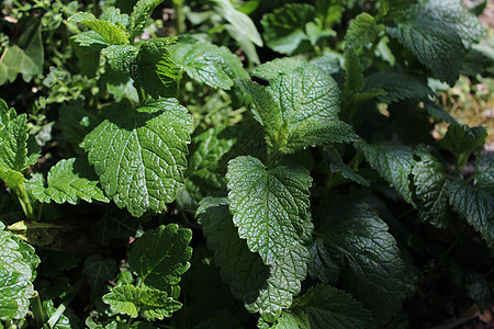 花园里的柠檬香水草药生长叶子香蜂草茶厂园艺医疗茶树树叶草本植物图片