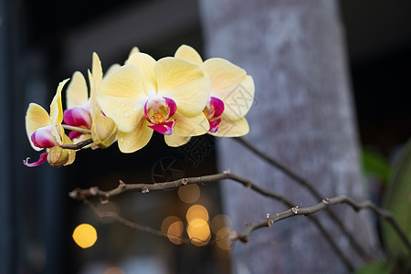 黄色蓝兰花植物学热带宏观植物群墙纸异国植物情调温泉婚礼图片