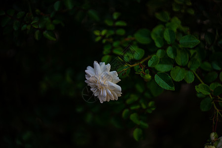 花朵在花园中念日投标乡村玫瑰石头明信片白玫瑰植物房子窗户图片