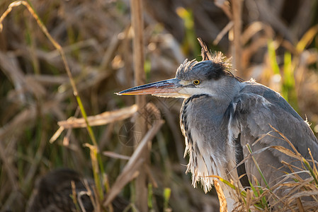 灰色海绵( Ardea )图片