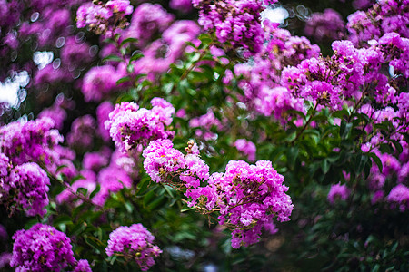 拉格特罗米亚花排杰克公园园艺天空叶子紫色灌木生长蓝色花园黑纱图片
