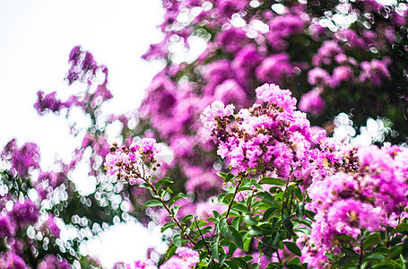 拉格特罗米亚花排杰克园艺公园叶子辉煌黑纱季节蓝色植物学美丽紫色图片