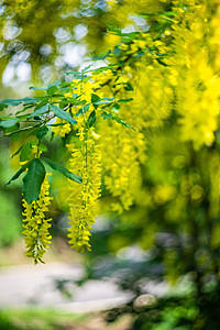 黄色阿卡西亚花朵的近距离宏观灌木植物植物群图片
