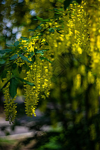 黄色阿卡西亚花朵的近距离植物植物群宏观灌木图片