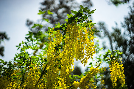 黄色阿卡西亚花朵的近距离灌木宏观植物植物群图片