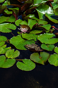 绿青蛙在池塘里植物绿色叶子百合软垫青蛙水龙头监管宏观水池图片